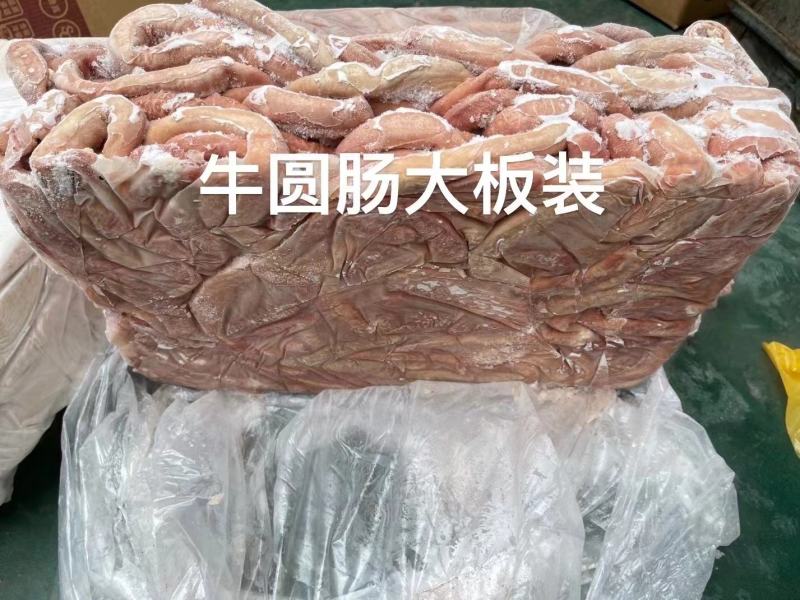 牛圆肠