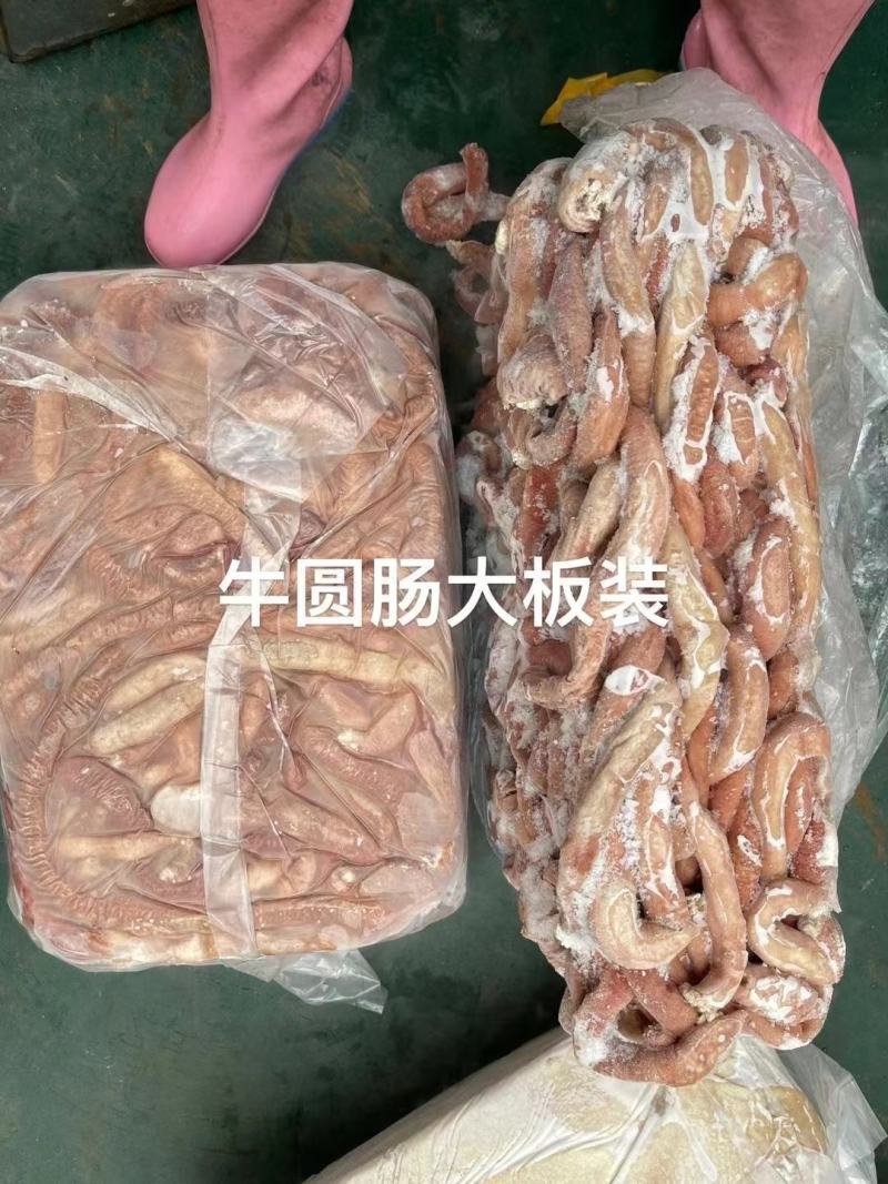 牛圆肠