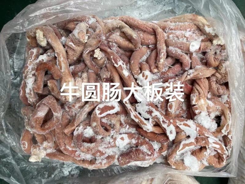 牛圆肠