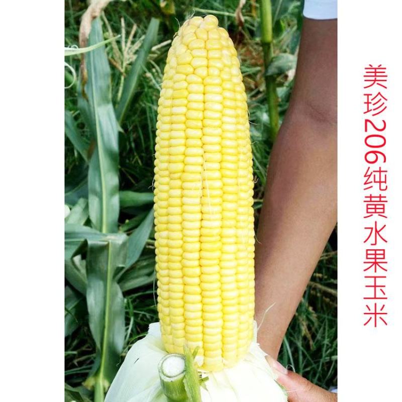 美珍208美珍206黄白双色水果玉米种子薄皮无渣可生吃甜