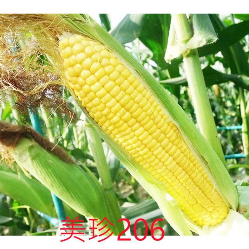 美珍208美珍206黄白双色水果玉米种子薄皮无渣可生吃甜