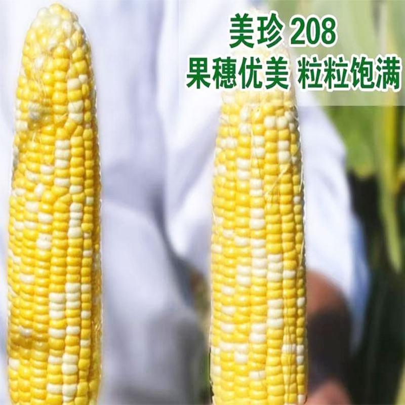 美珍208美珍206黄白双色水果玉米种子薄皮无渣可生吃甜