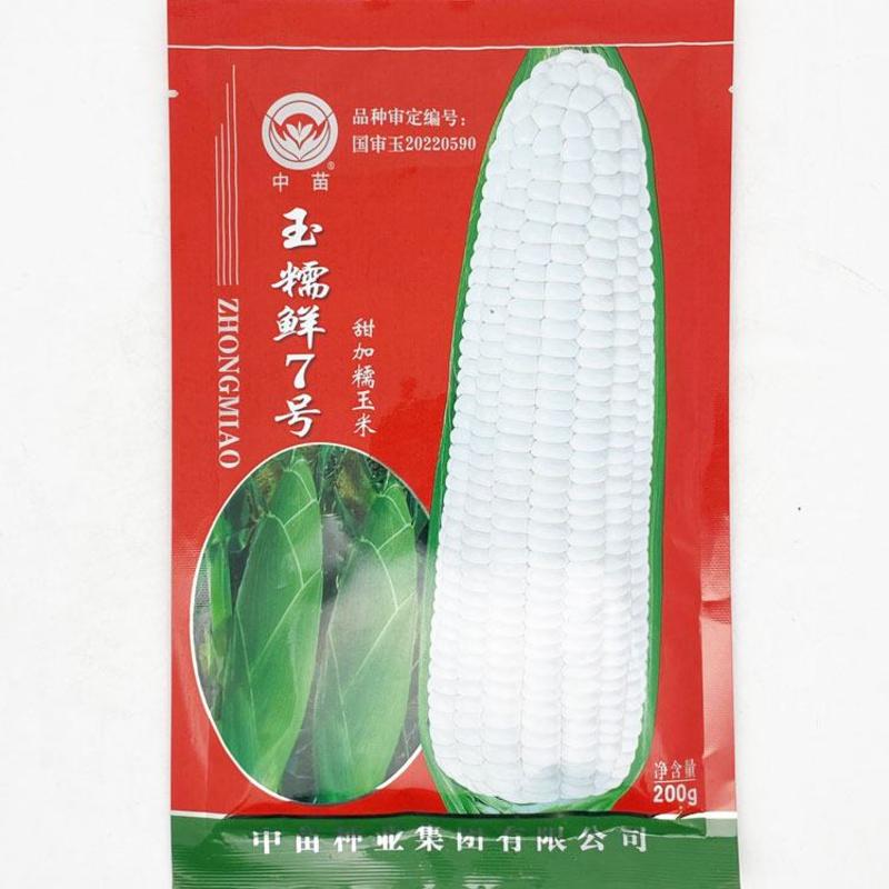 中鲜糯868白甜糯玉米种子大棒绿皮非转白糯玉米种原装发货