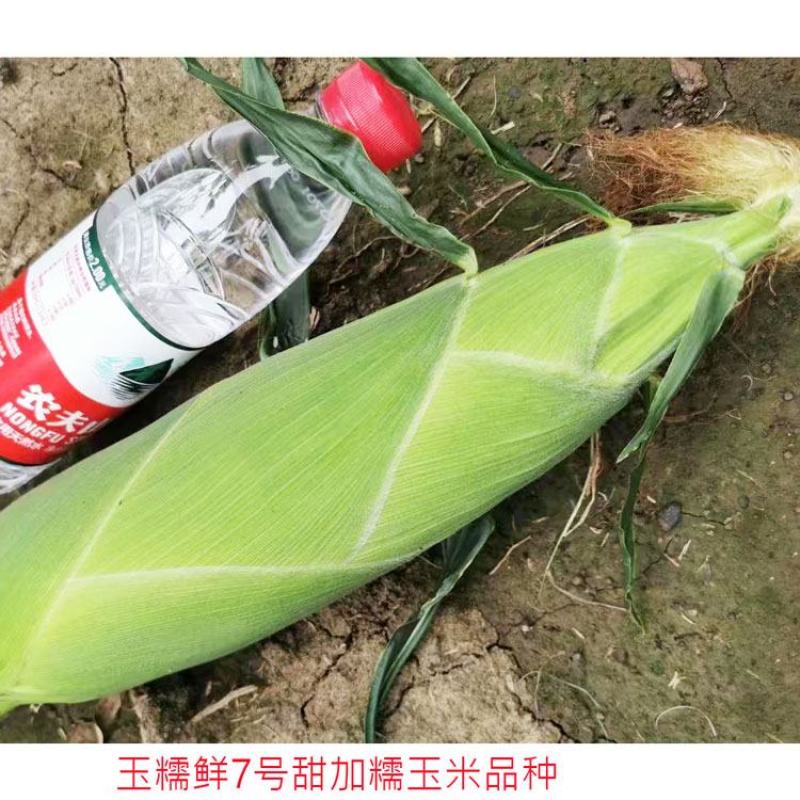 中鲜糯868白甜糯玉米种子大棒绿皮非转白糯玉米种原装发货