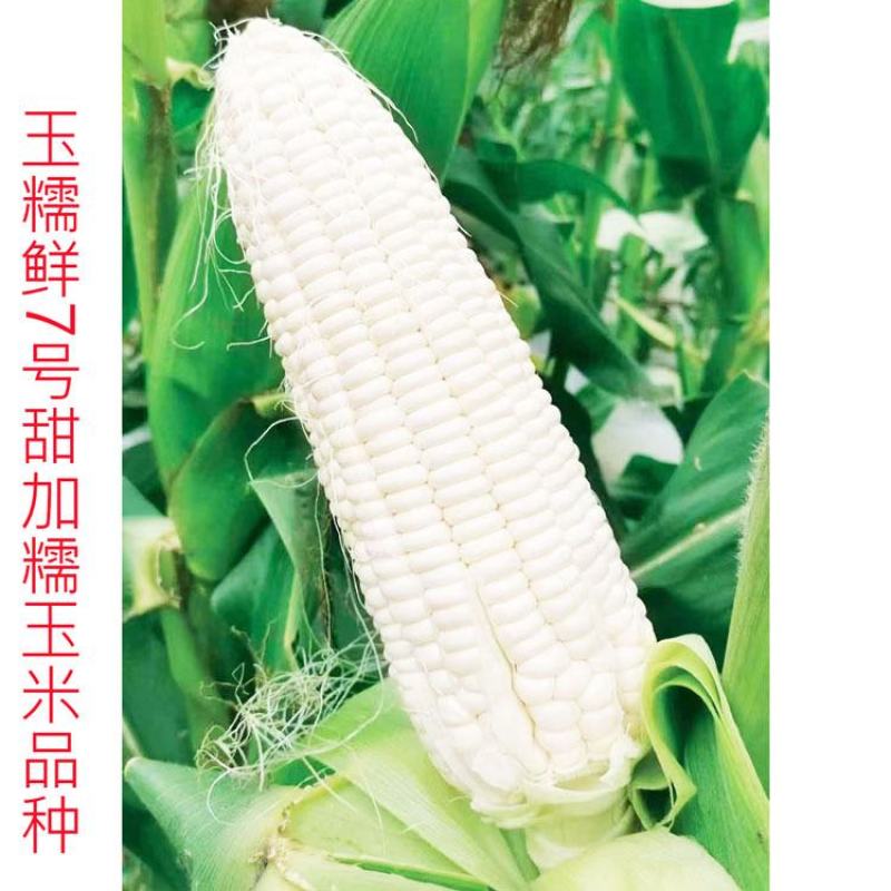中鲜糯868白甜糯玉米种子大棒绿皮非转白糯玉米种原装发货