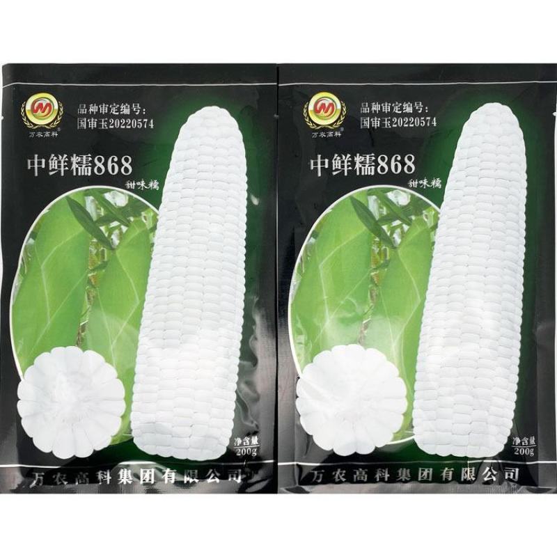 中鲜糯868白甜糯玉米种子大棒绿皮非转白糯玉米种原装发货