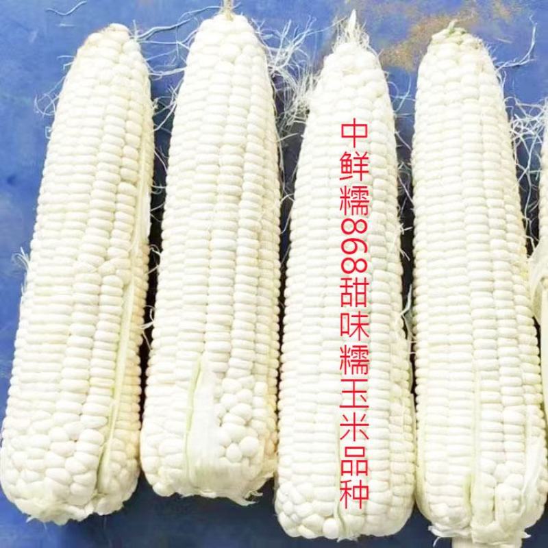中鲜糯868白甜糯玉米种子大棒绿皮非转白糯玉米种原装发货