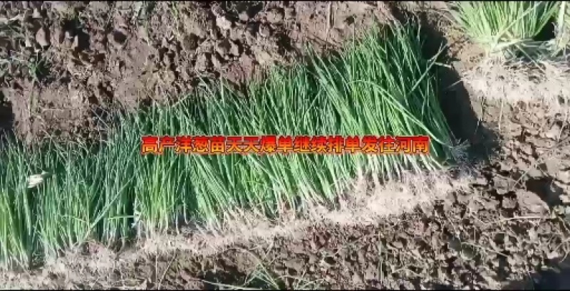 【推荐】山东济宁紫皮洋葱种植产地一手货源价格稳定常年供货