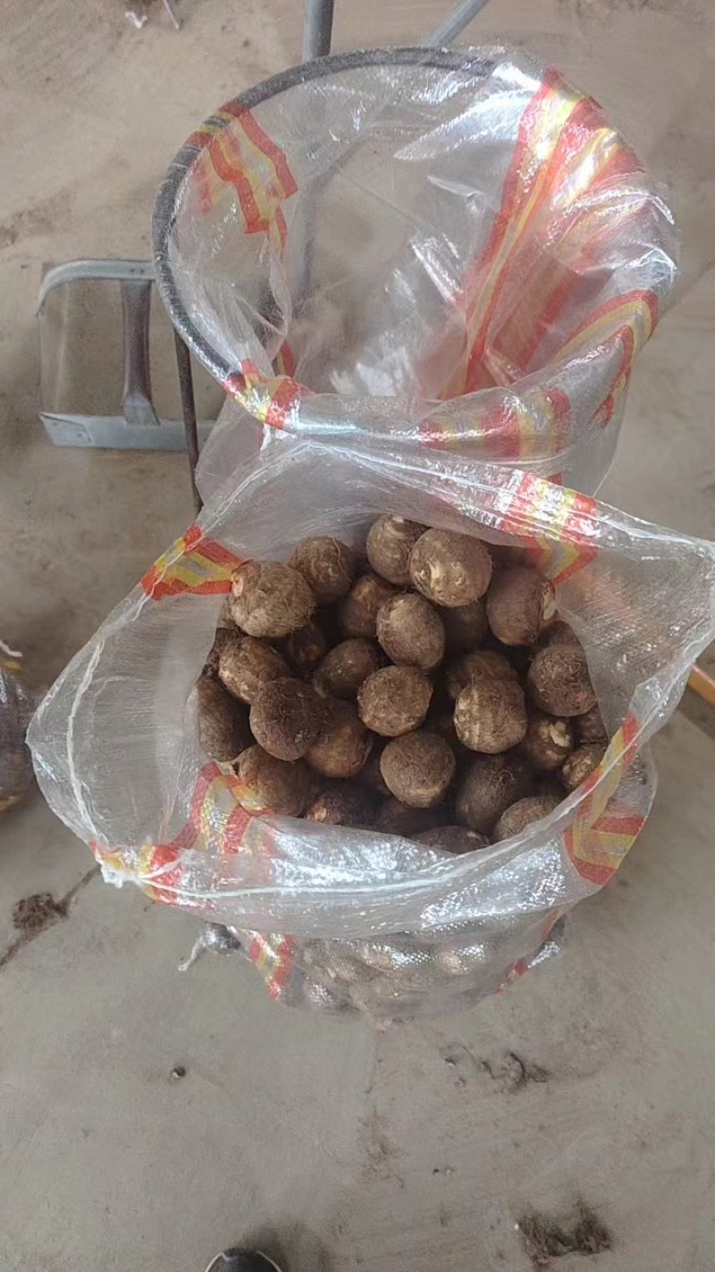 山东优质毛芋头产地直发一手货源质优价优