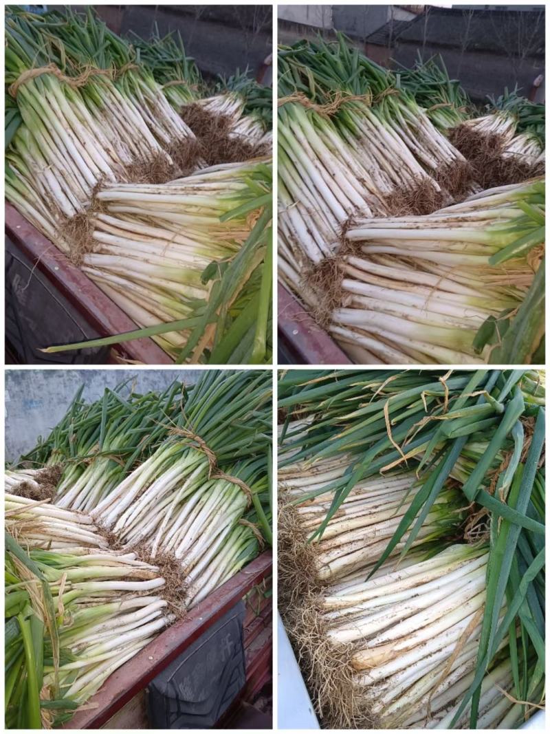 长白大葱