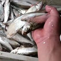 翘嘴鱼，白鱼18—25公分未开肚单冻，货源充足，欢迎来电
