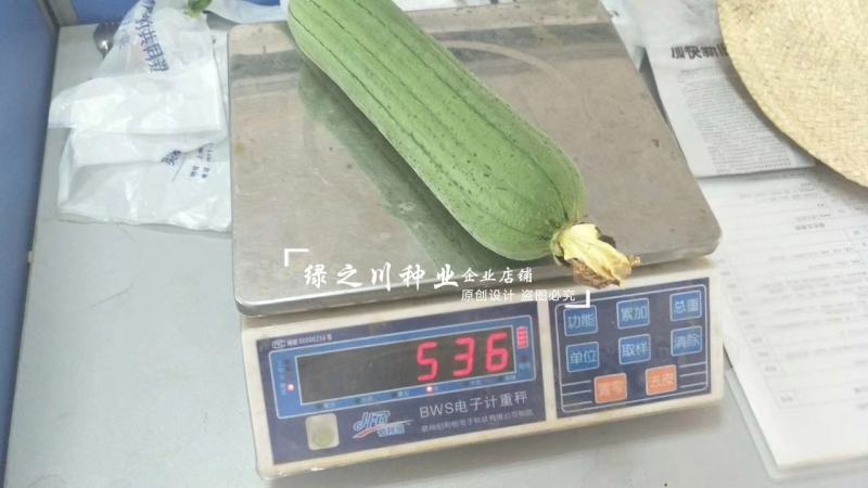 龙禧丝瓜种子早优s14丝瓜种子早熟丝瓜种籽短棒肉丝瓜种子