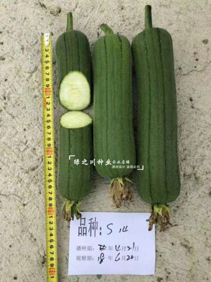 龙禧丝瓜种子早优s14丝瓜种子早熟丝瓜种籽短棒肉丝瓜种子