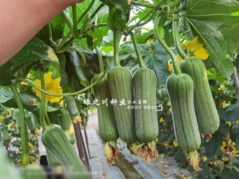 龙禧丝瓜种子早优s14丝瓜种子早熟丝瓜种籽短棒肉丝瓜种子