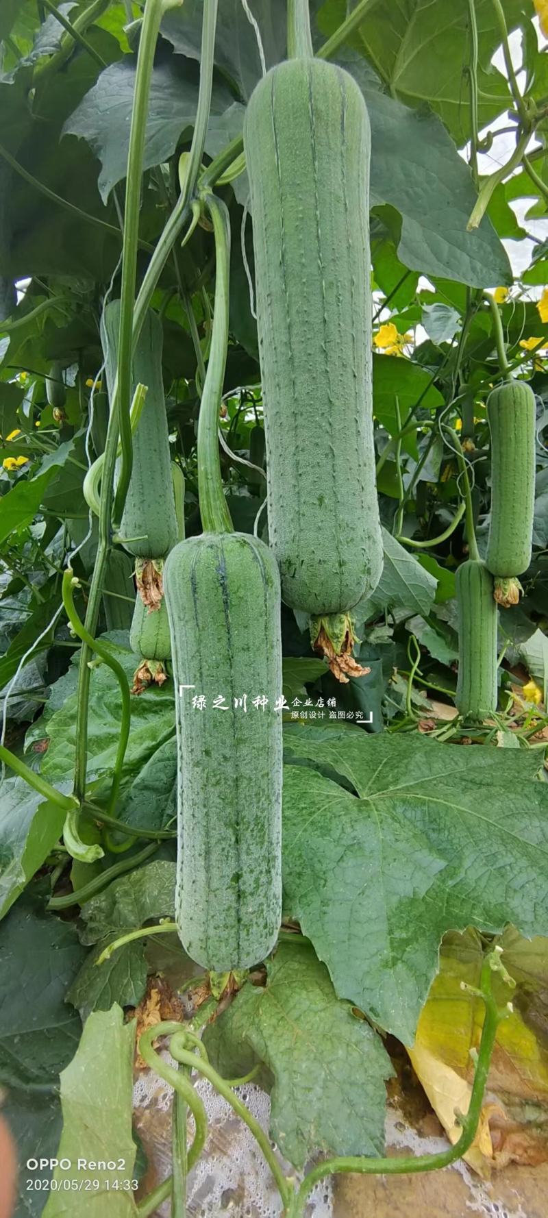 龙禧丝瓜种子早优s14丝瓜种子早熟丝瓜种籽短棒肉丝瓜种子