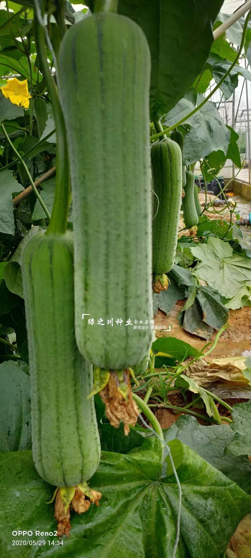 龙禧丝瓜种子早优s14丝瓜种子早熟丝瓜种籽短棒肉丝瓜种子
