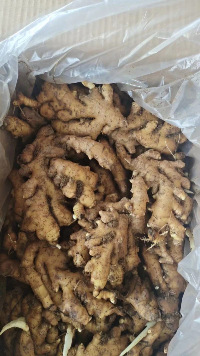 窖藏小黄姜/沙土姜/产地直供/货源充足/欢迎采购