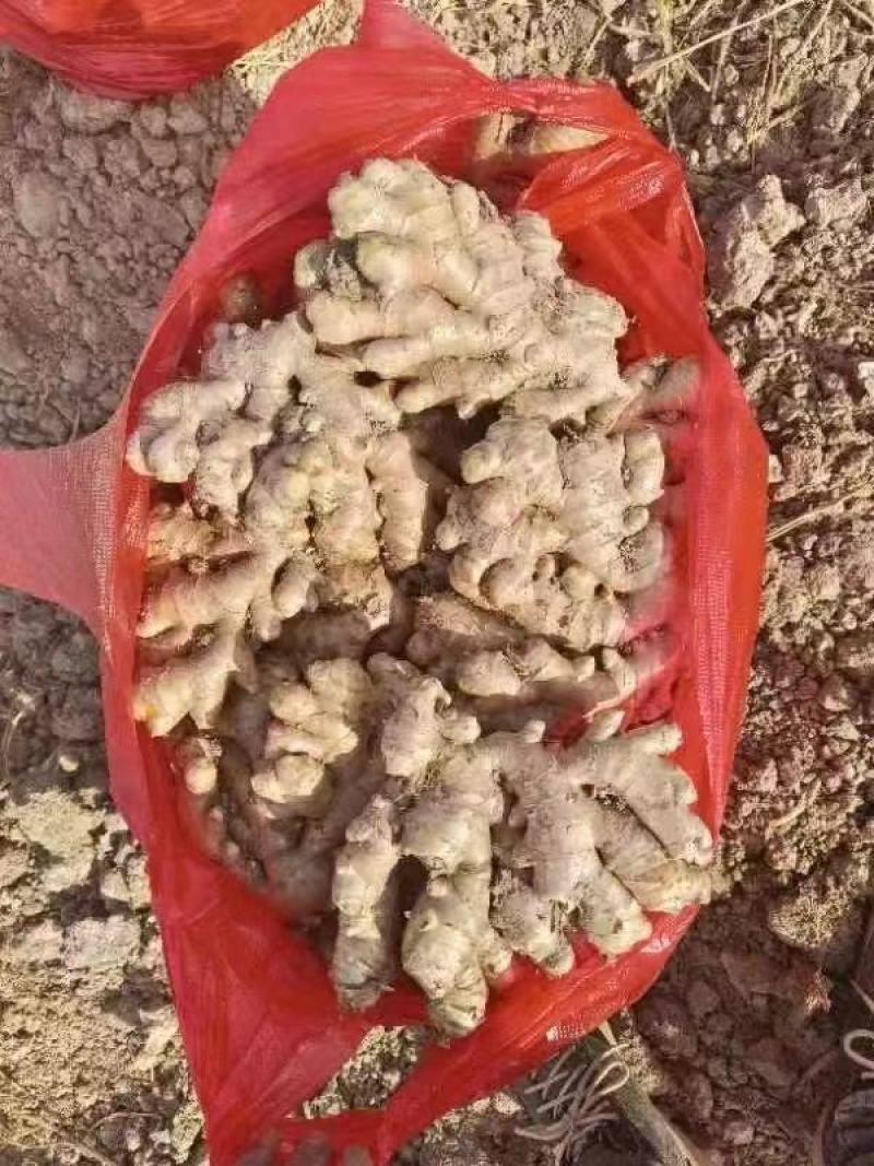 窖藏小黄姜/沙土姜/产地直供/货源充足/欢迎采购
