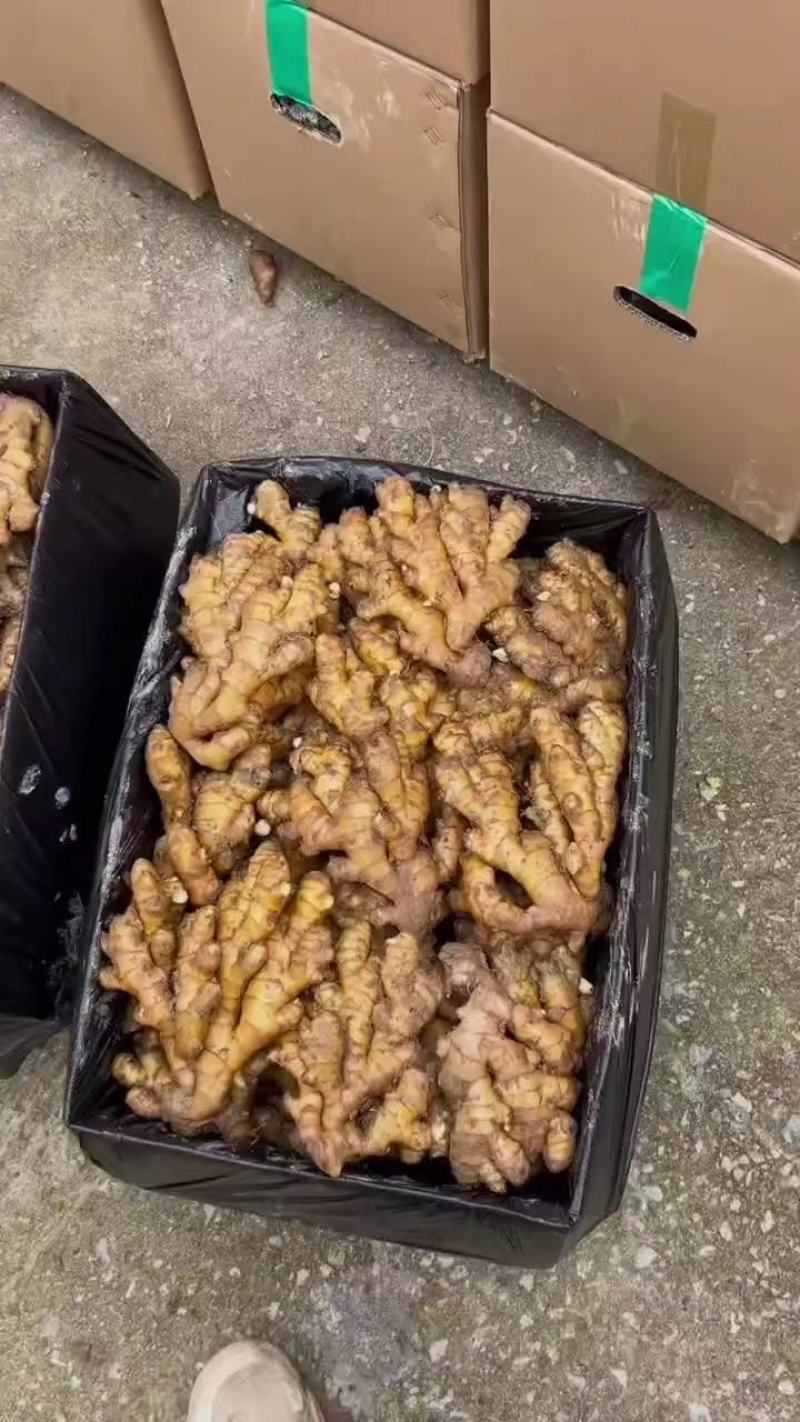 窖藏小黄姜/沙土姜/产地直供/货源充足/欢迎采购