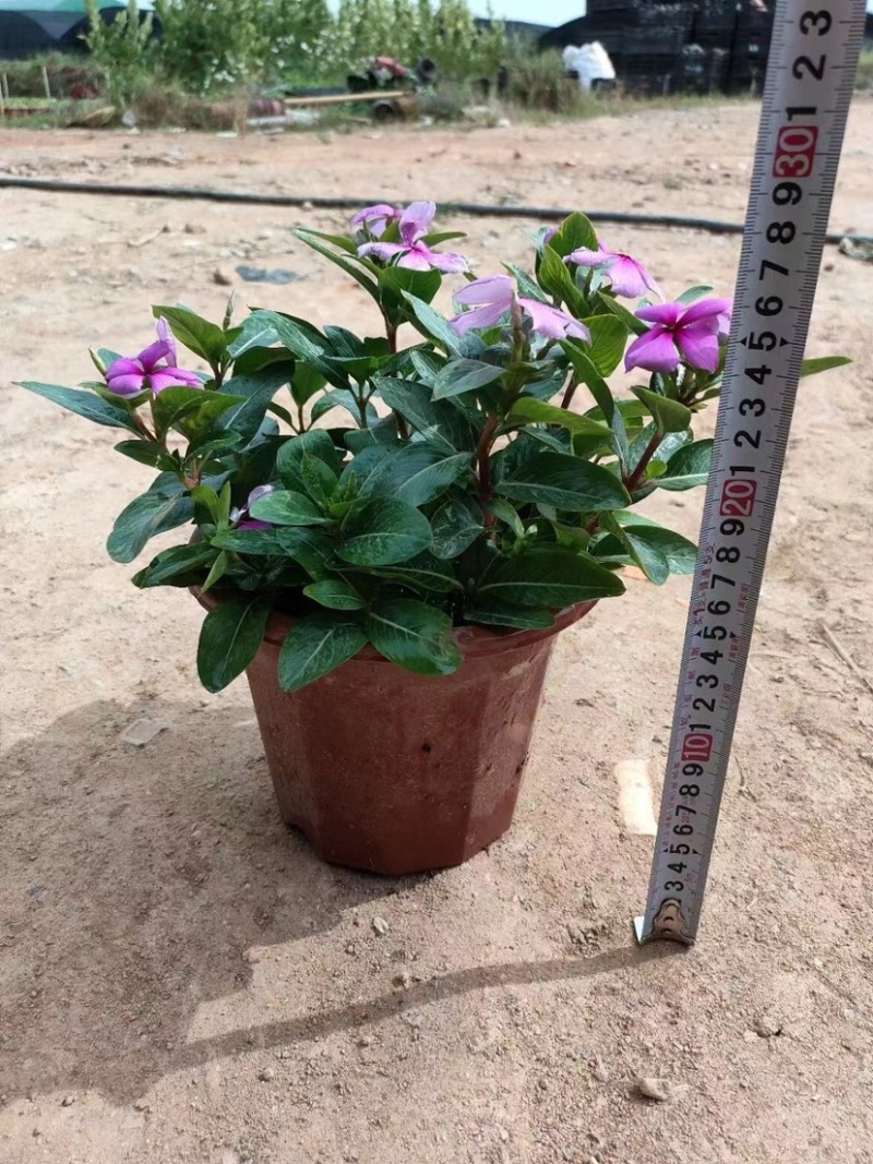 长春花