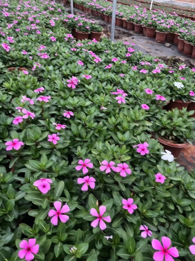 长春花
