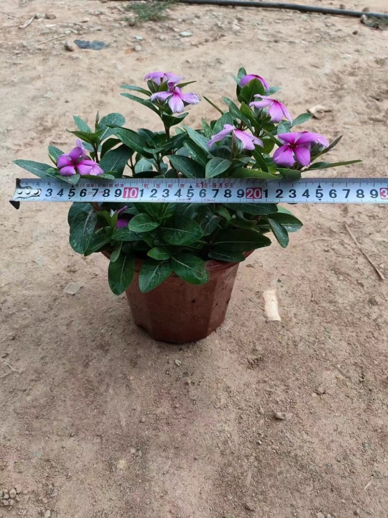 长春花