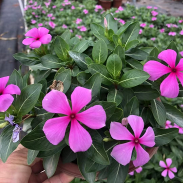 长春花