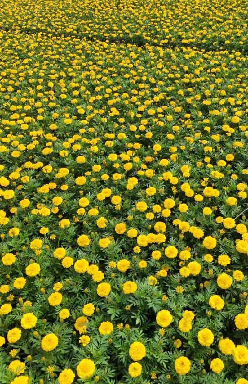 孔雀草