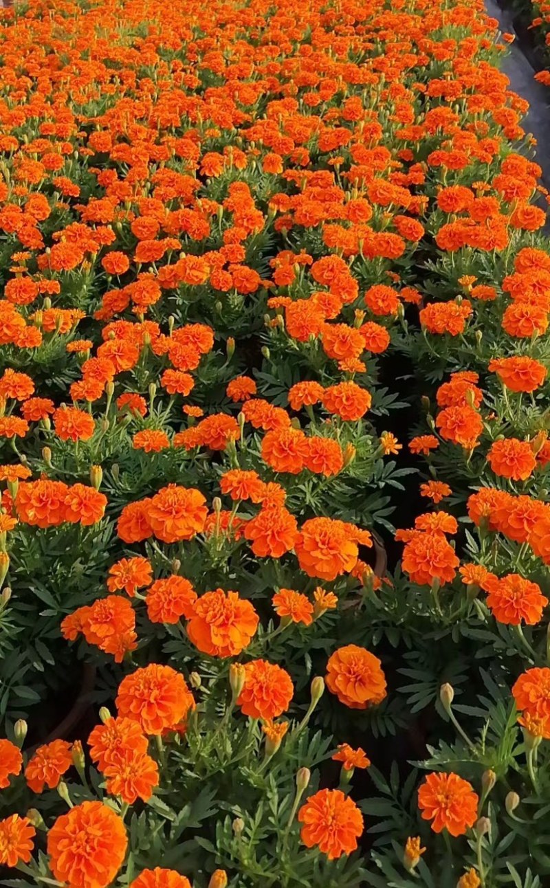 孔雀草
