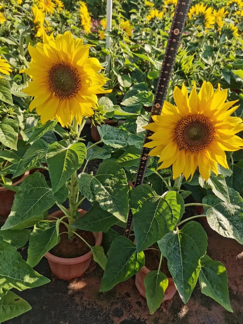 南海向日葵优质鲜花绿化观赏一手货源欢迎来电