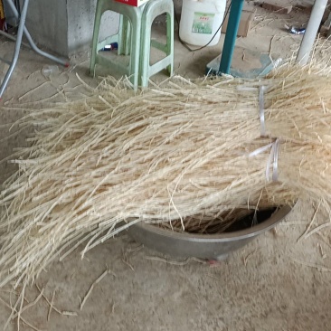 白茅根