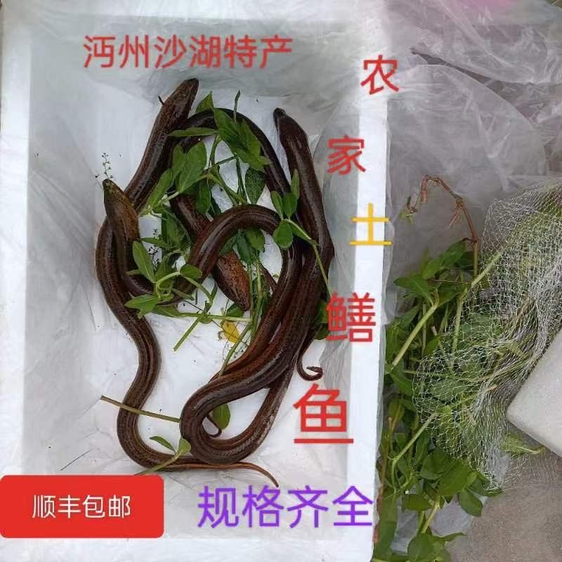 黄鳝
