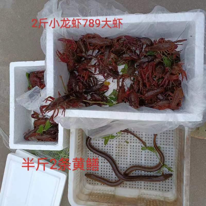 黄鳝