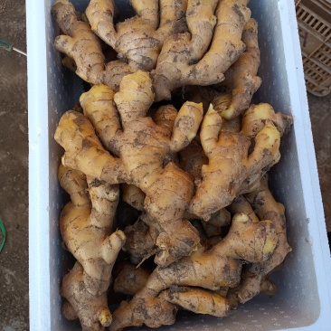 山东沂强精品大姜