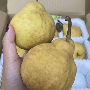 山东莱阳丑梨