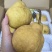 山东莱阳丑梨