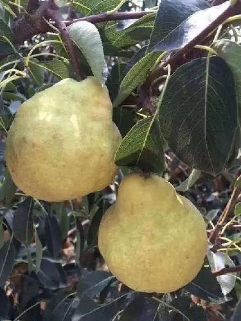 山东莱阳丑梨