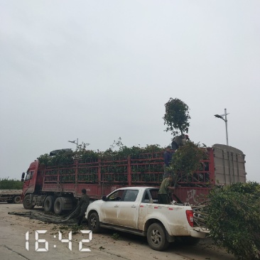 5公分桂花，湖北桂花树大量出售，杆直，欢迎选购