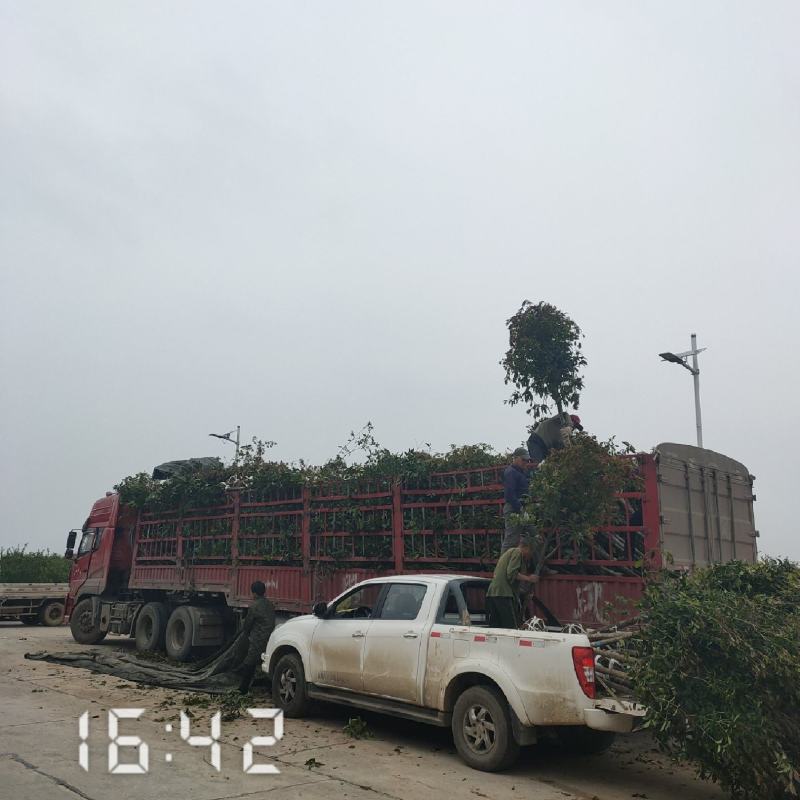5公分桂花，湖北桂花树大量出售，杆直，欢迎选购