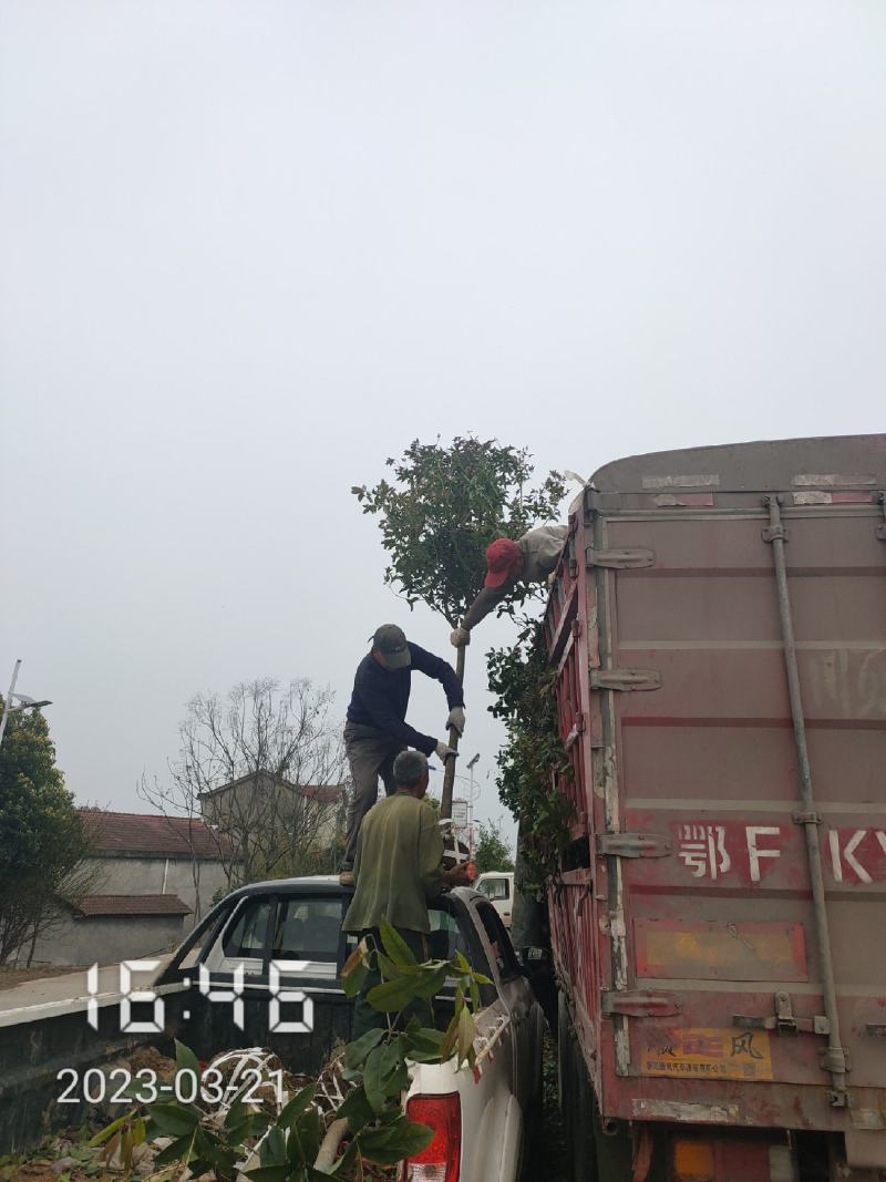 5公分桂花，湖北桂花树大量出售，杆直，欢迎选购