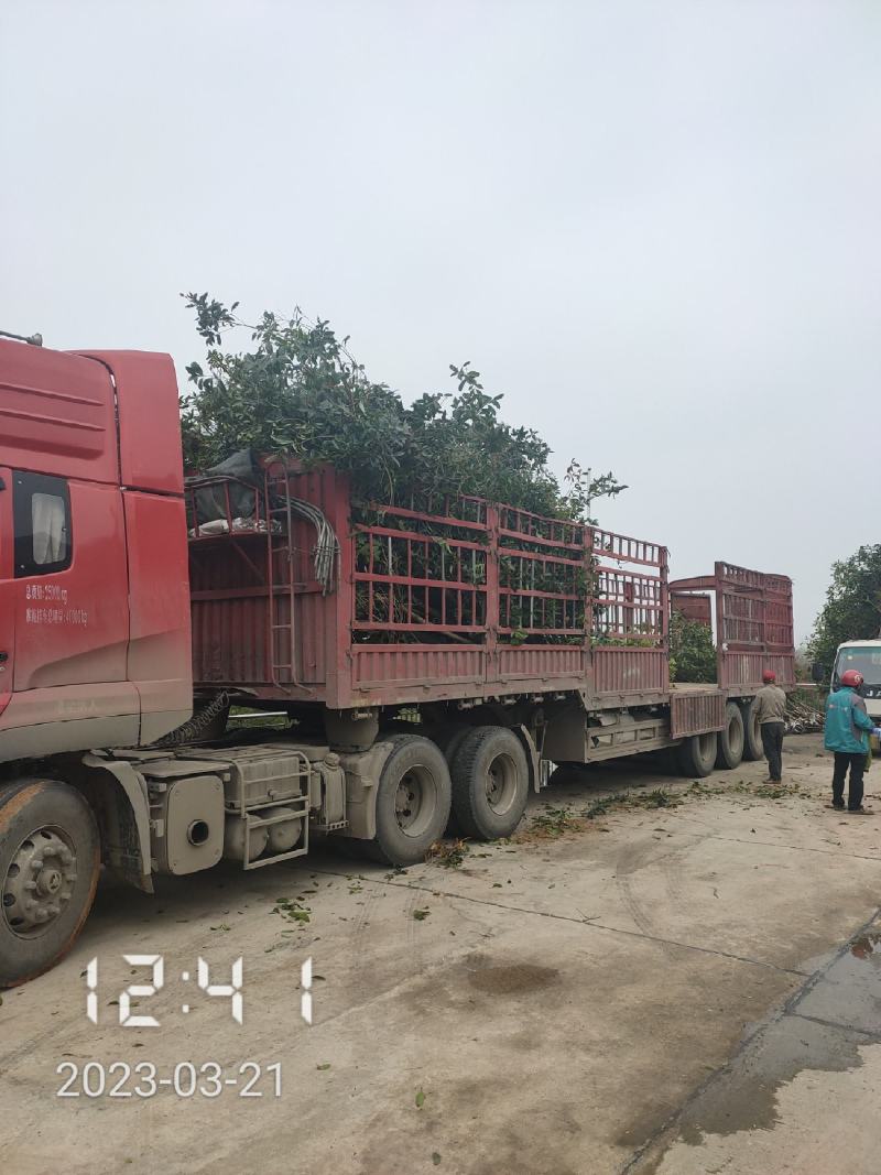 5公分桂花，湖北桂花树大量出售，杆直，欢迎选购