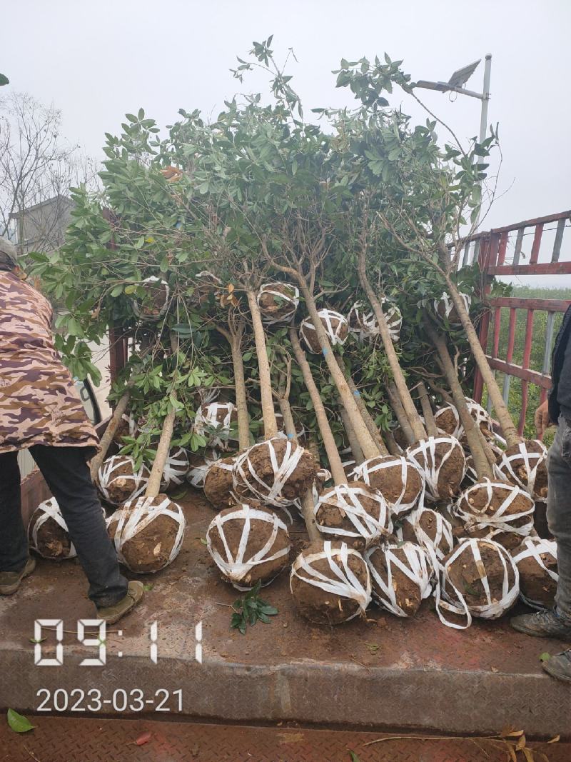 5公分桂花，湖北桂花树大量出售，杆直，欢迎选购