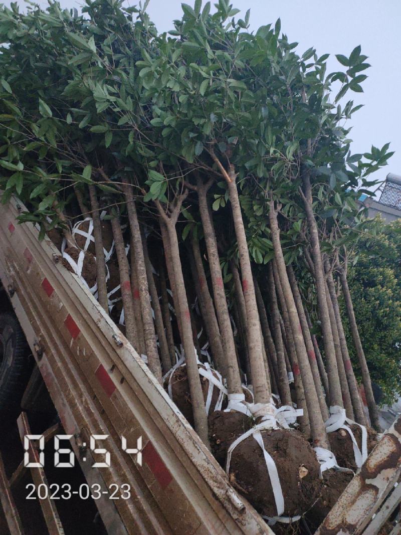 5公分桂花，湖北桂花树大量出售，杆直，欢迎选购