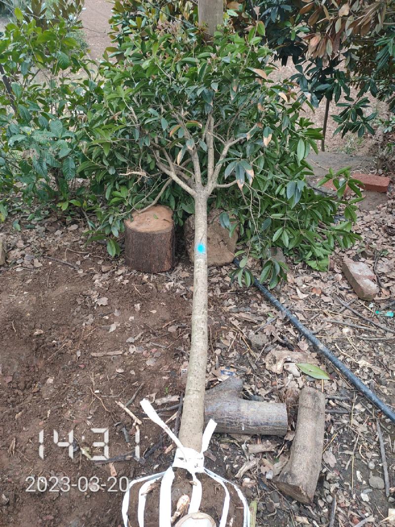 5公分桂花，湖北桂花树大量出售，杆直，欢迎选购