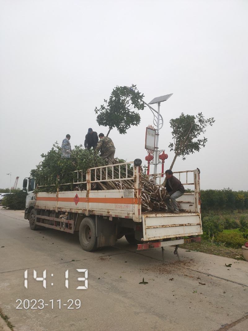 5公分桂花，湖北桂花树大量出售，杆直，欢迎选购
