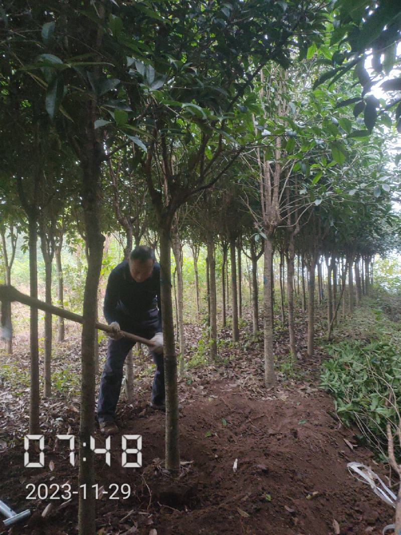 5公分桂花，湖北桂花树大量出售，杆直，欢迎选购
