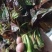 鲜香椿芽，走线上与线下。