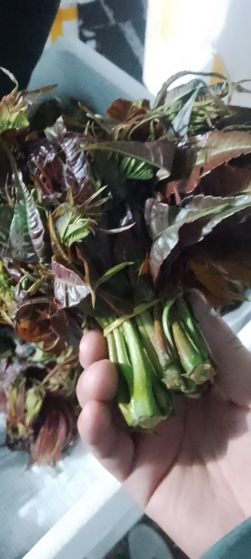 鲜香椿芽，走线上与线下。