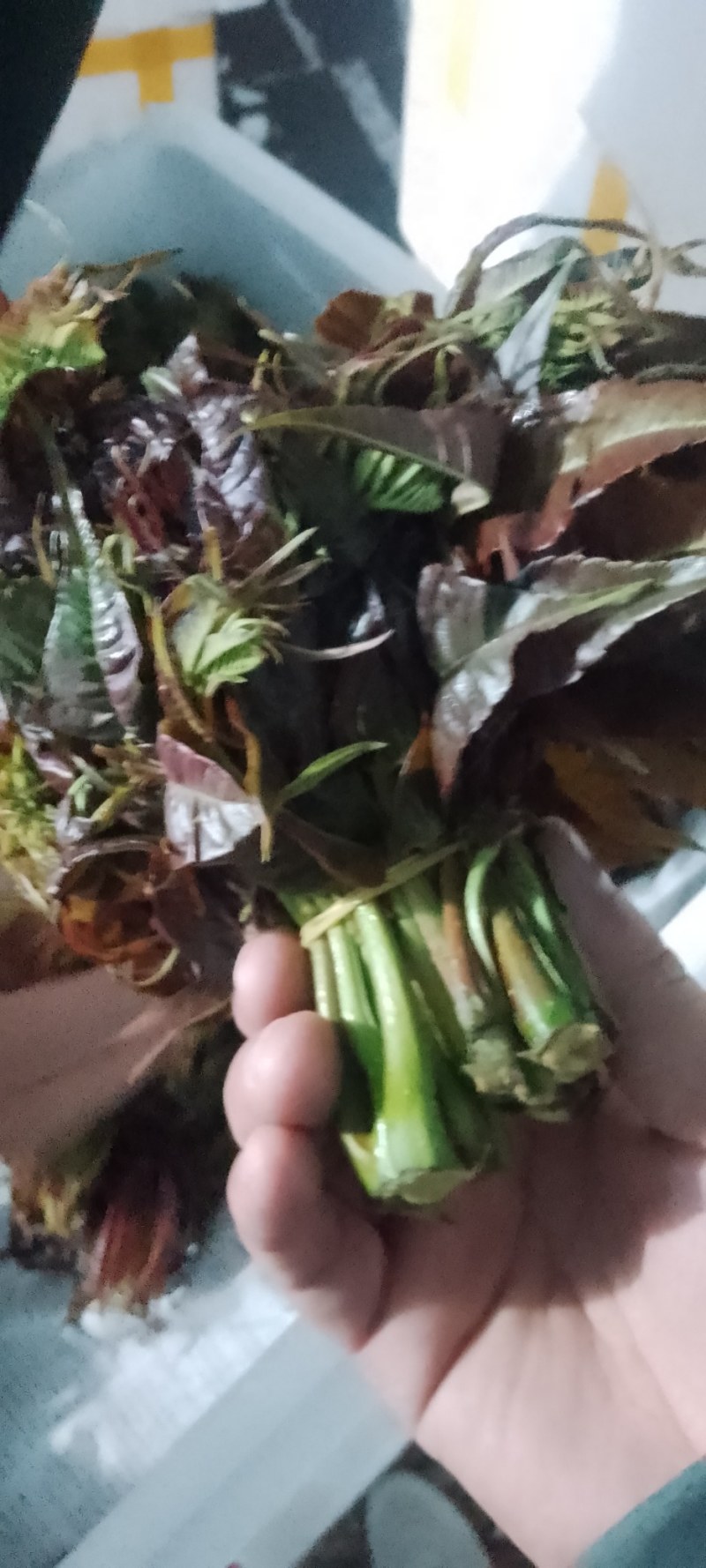 鲜香椿芽，走线上与线下。
