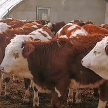 内蒙古西门塔尔牛健康包活可视频选货多规格养殖基地直发